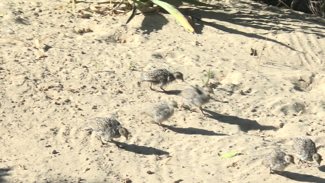Several small chicks spread across pale sand in San Carlos, Baja California Sur, with plant shadows near the top edge and no visible people.