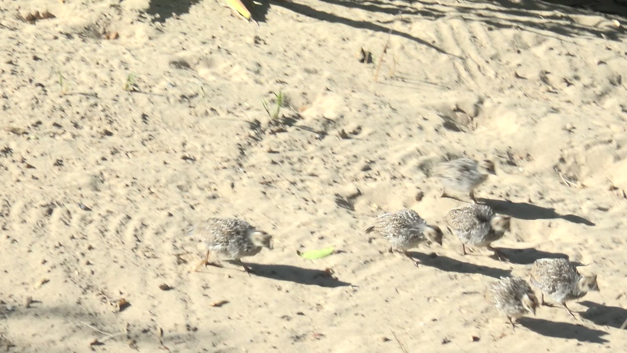 Baby birds pecking at sand in bright light