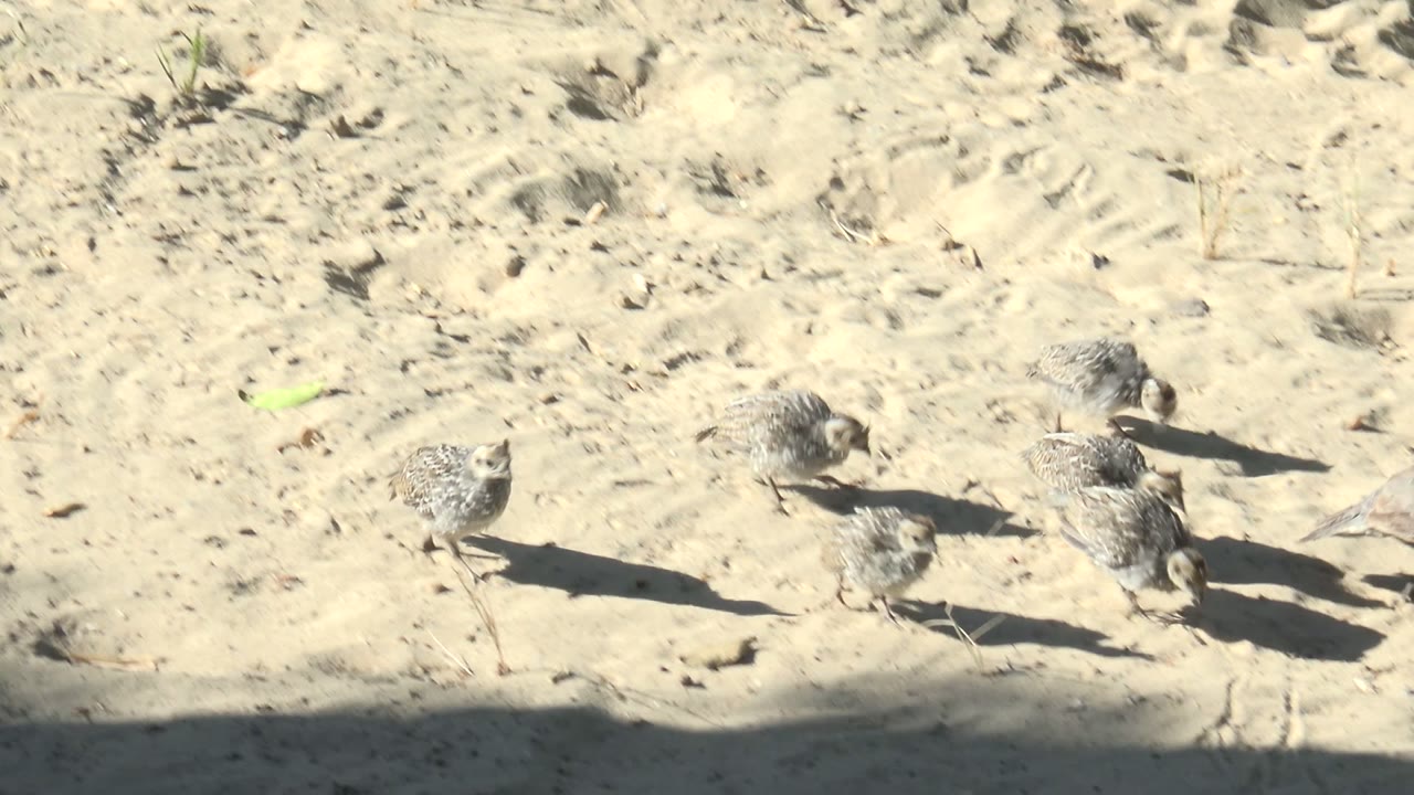 More chicks occupy the right side of the sandy frame in San Carlos, Baja California Sur, moving through bright sun with a dark shadow band nearby and no visible people.