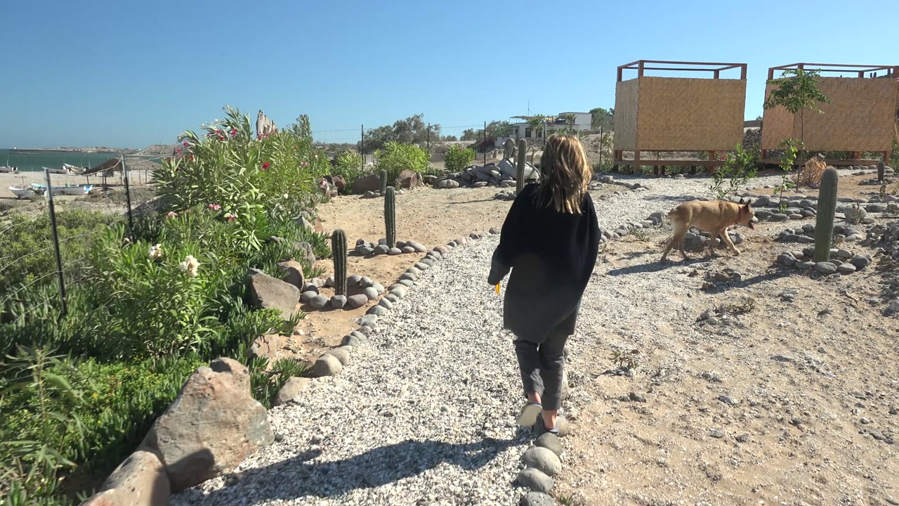 In San Juanico, Baja California Sur, a back-view woman walks along a pale gravel path past cacti, flowering shrubs, sandy ground, wooden structures, and a tan cat in bright sun.