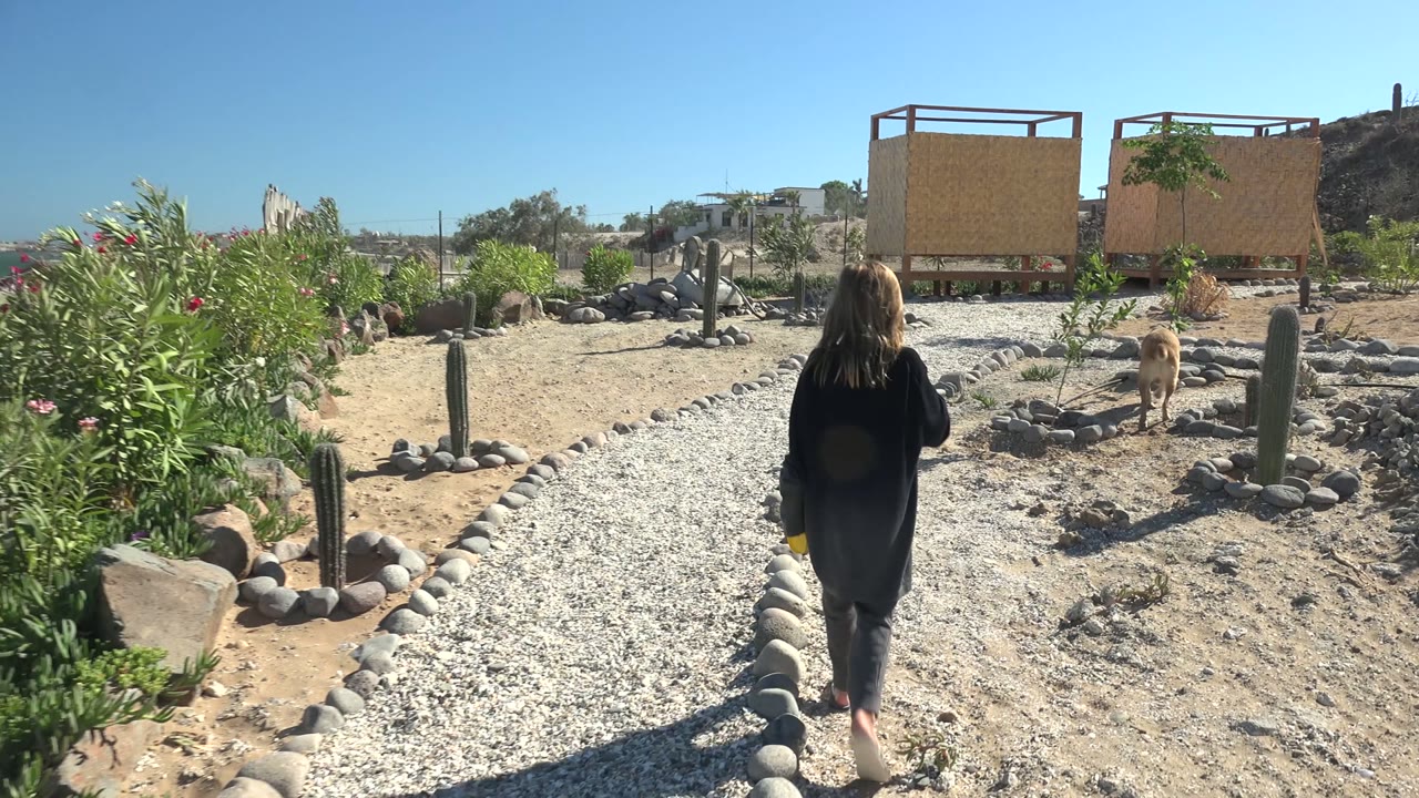 In San Juanico, Baja California Sur, the walker is near the right side of the gravel path, with tall cacti, rounded stones, green planting, sandy ground, and wooden structures ahead.