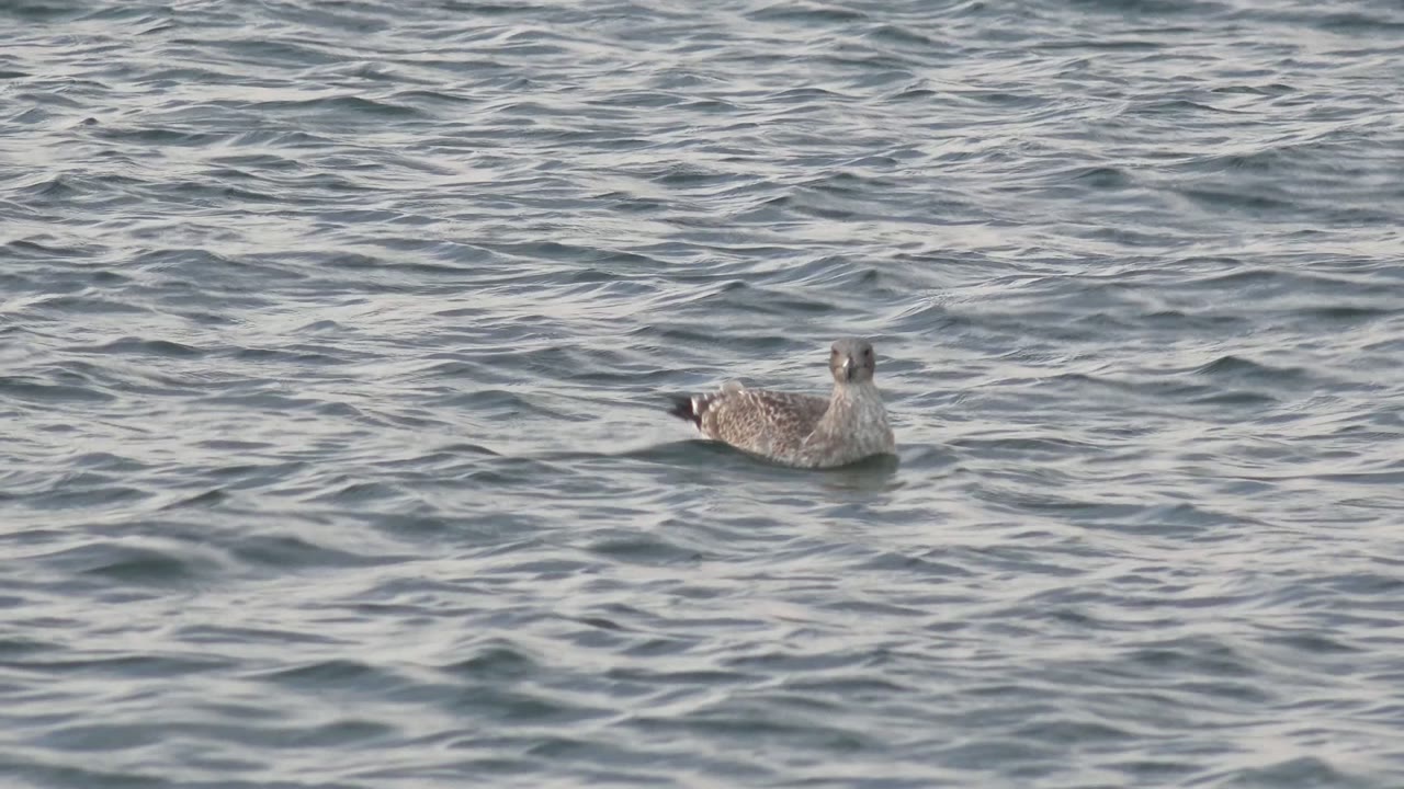 A gray and white seagull floats left of center on rippled ocean water in Bahia De Los Angeles, Mexico, with no visible people.
