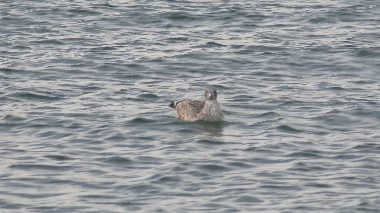 Seagull drifting on blue-gray water