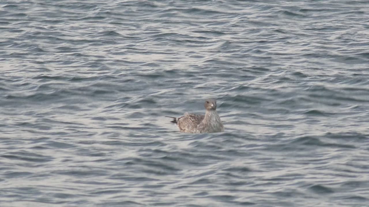 A gray mottled seagull floats toward the right side of the frame on textured ocean water in Bahia De Los Angeles, Mexico, with no shoreline and no visible people.