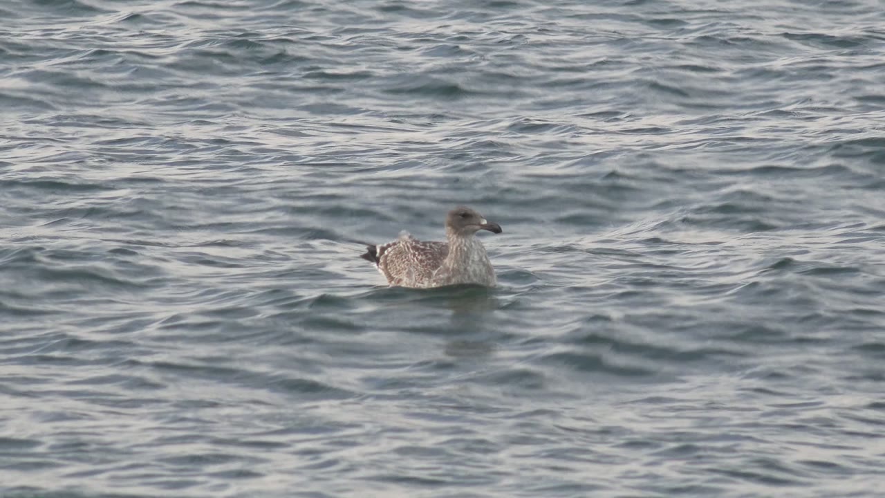 Seagull low on rippled sea surface