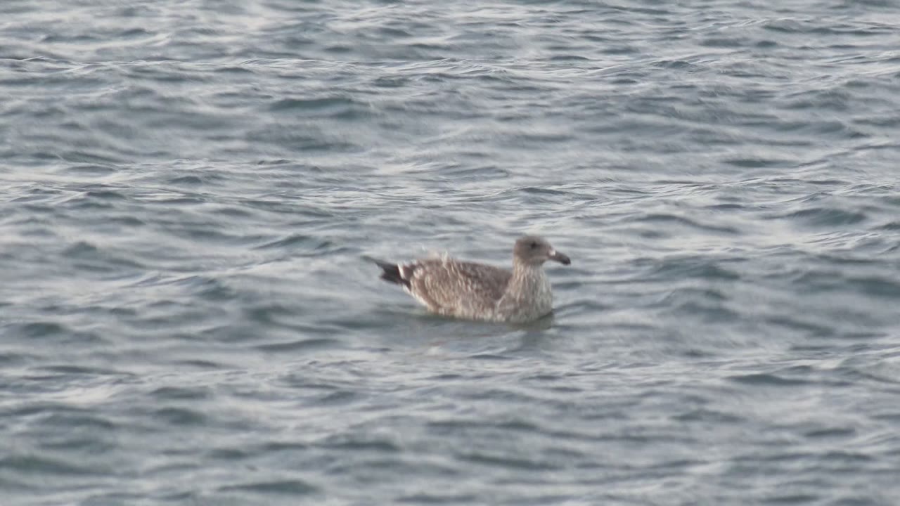 A gray seagull floats left of center on rippled blue-gray water in Bahia De Los Angeles, Baja California Sur, with no visible people.