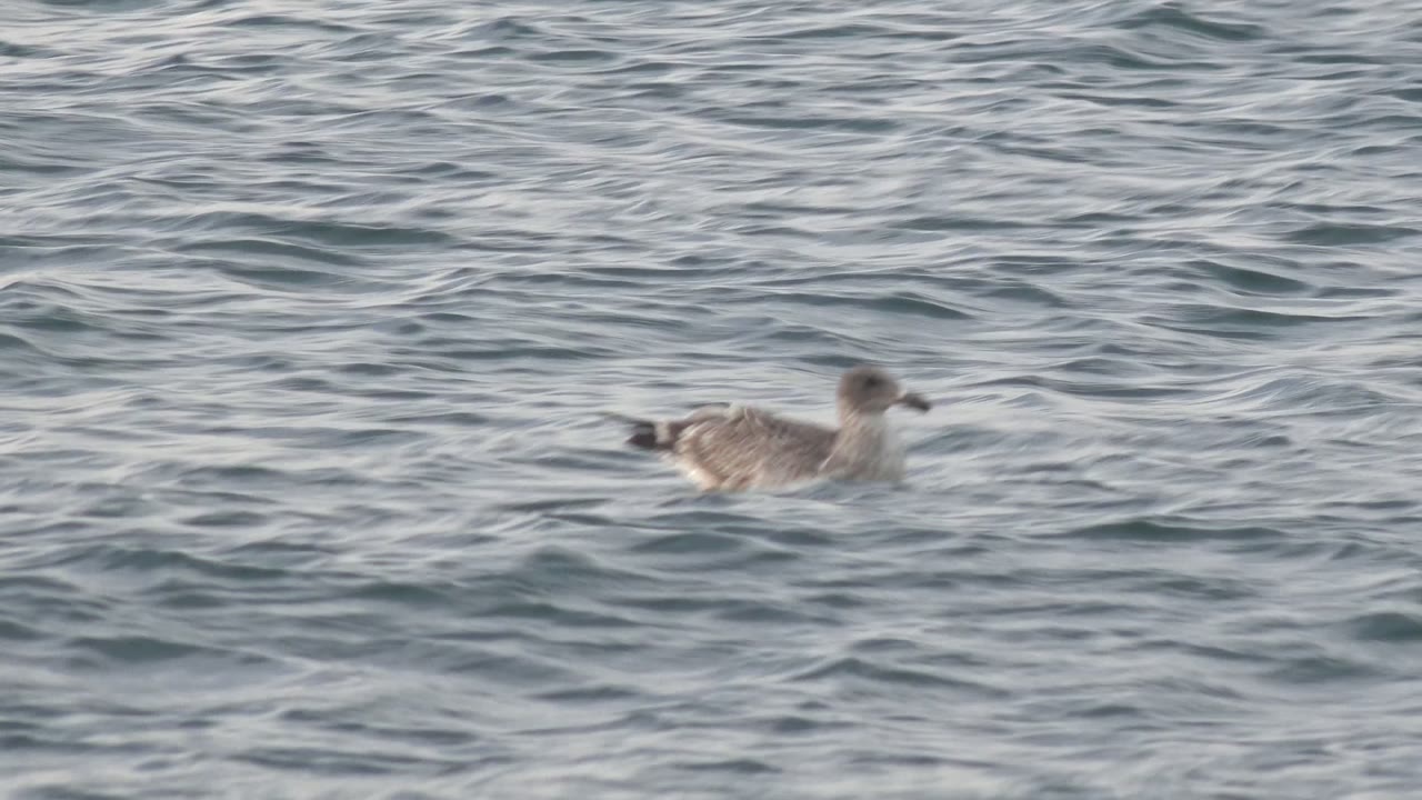 Seagull swimming through small water ripples