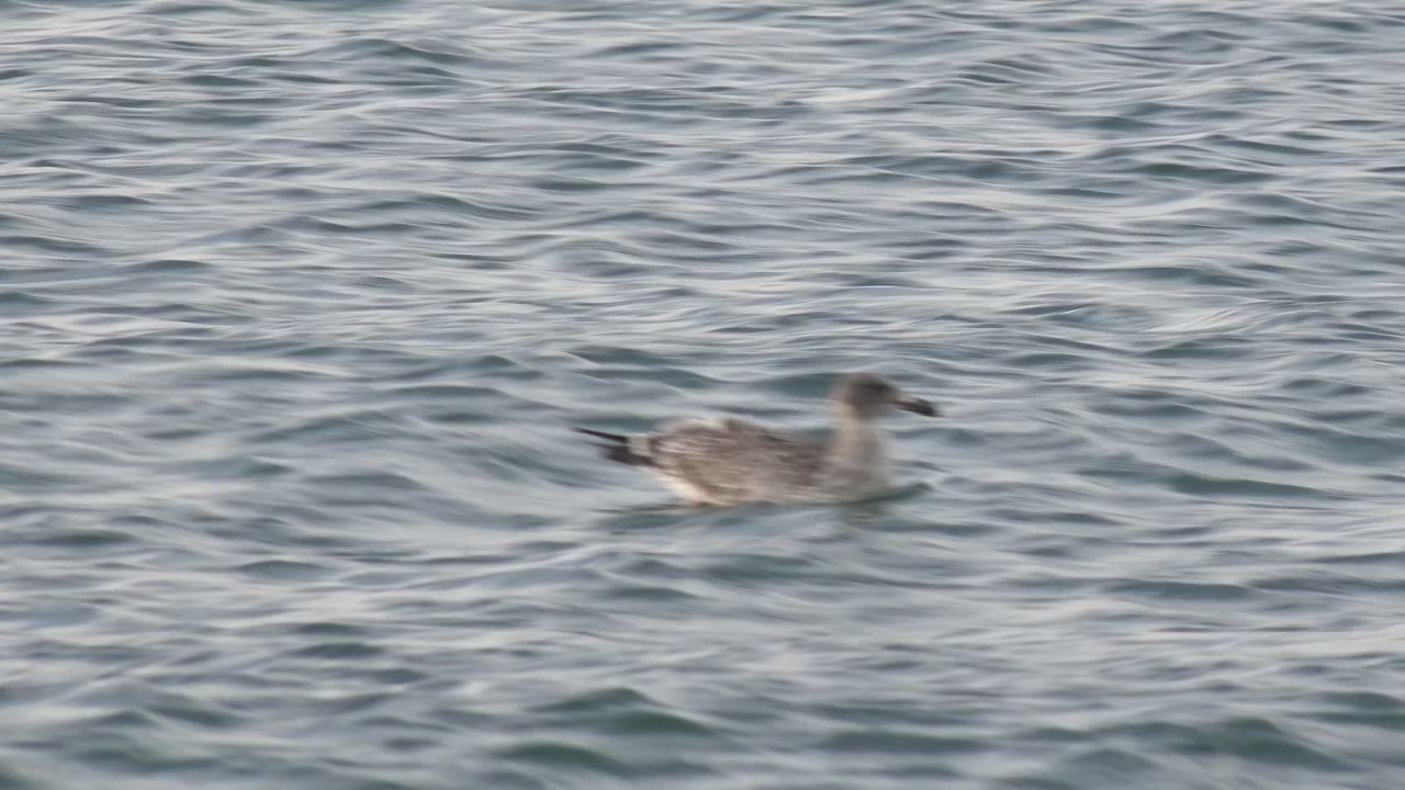 A gray seagull appears toward the right side of the water-only frame in Bahia De Los Angeles, Baja California Sur, with no visible people.