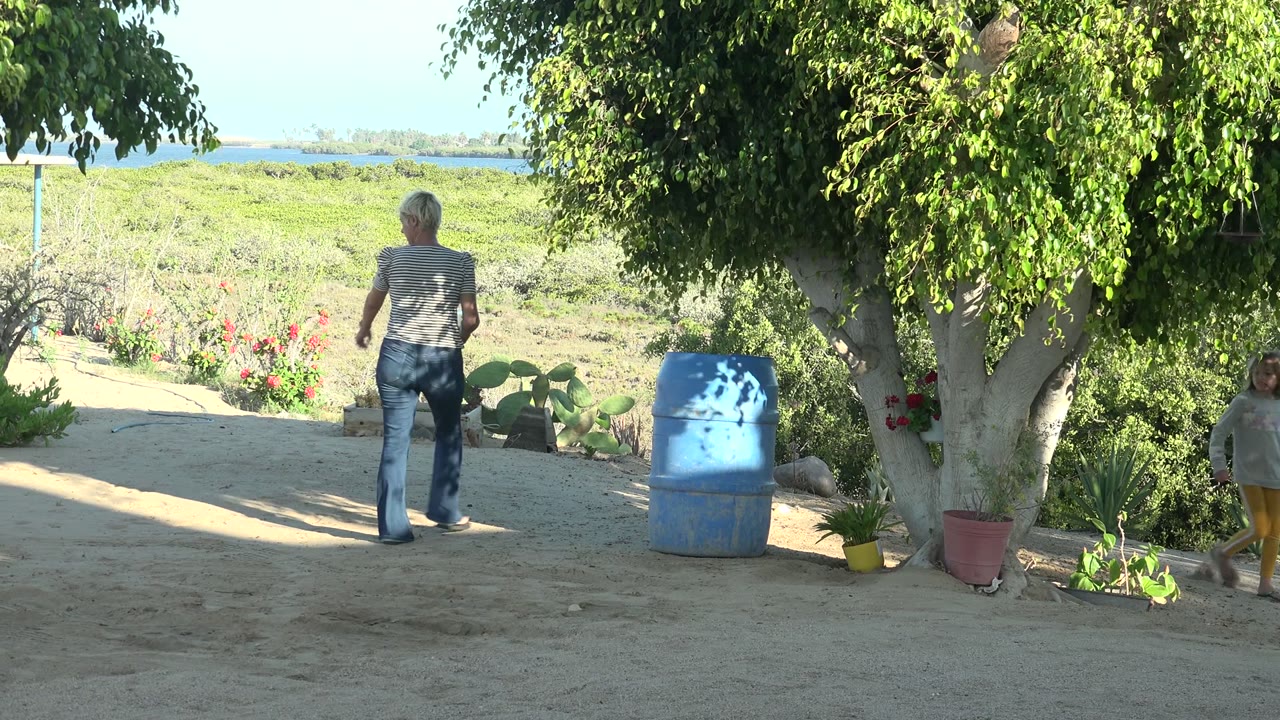 In San Carlos, Mexico, a woman walks away from the camera beneath leafy trees on sandy ground, with potted plants, a blue barrel, and coastal water in the distance.