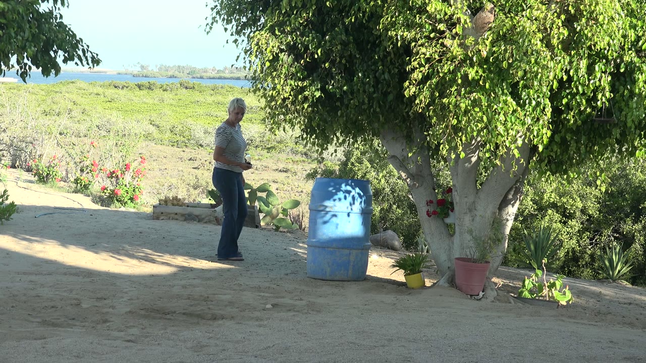 In San Carlos, Mexico, the woman turns beside a blue barrel under tree shade, with sandy ground, potted plants, flowering shrubs, and a strip of ocean in the background.