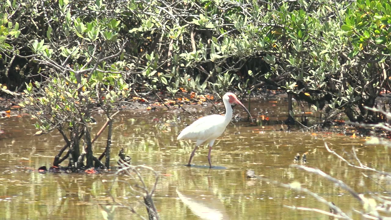 White ibis stands in shallow brown wetland water in San Carlos, Baja California Sur, with mangrove roots behind it and no visible people.