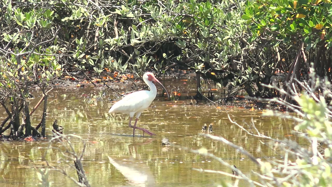 White ibis walking right through reflective wetland water.