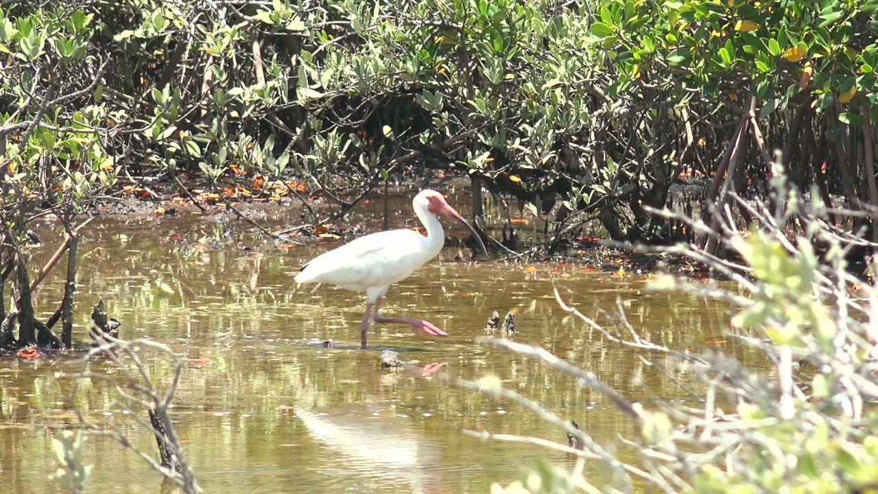 White ibis continues rightward in the shallow San Carlos wetland, partly framed by pale foreground branches with mangrove roots and green leaves behind it and no visible people.