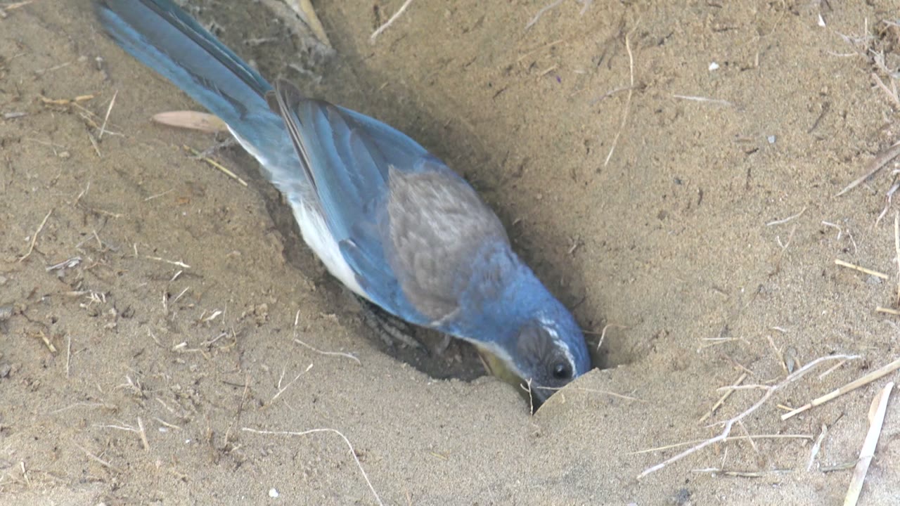 A small blue and brown bird in San Carlos, Baja California Sur, Mexico leans headfirst toward a sandy burrow entrance beside a dry leaf, with no visible people.