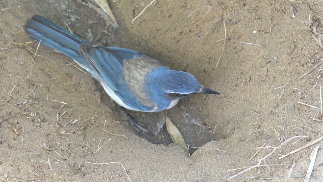 Blue bird standing beside a sandy hole with its beak angled right.