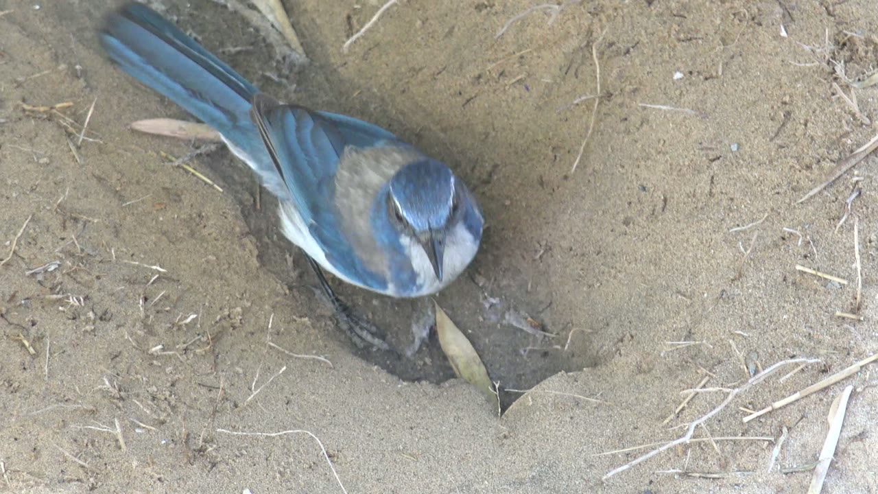 A small blue and brown bird in San Carlos, Baja California Sur, Mexico faces downward over the sandy hole, with the dry leaf at the entrance and no visible people.