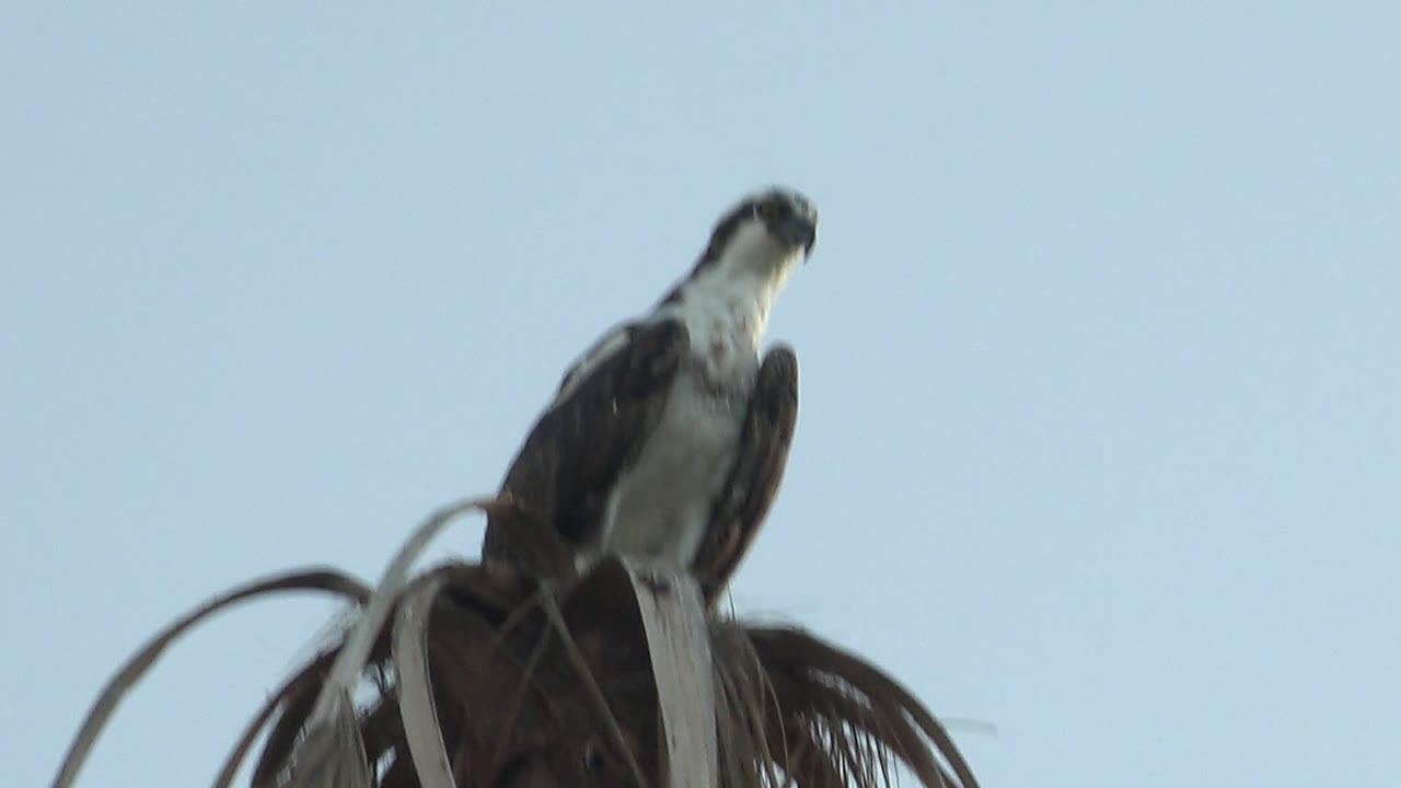 At the start of the Mulege clip, an osprey sits high on a palm crown against a pale blue sky, slightly soft in focus, with no visible people.