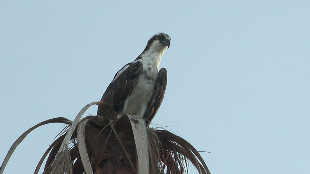 Osprey upright on palm tree looking to one side.