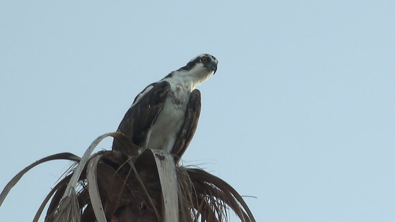 At 0:02, the osprey remains perched on the palm crown in Mulege, its head angled right while the clear sky stays empty behind it, with no visible people.