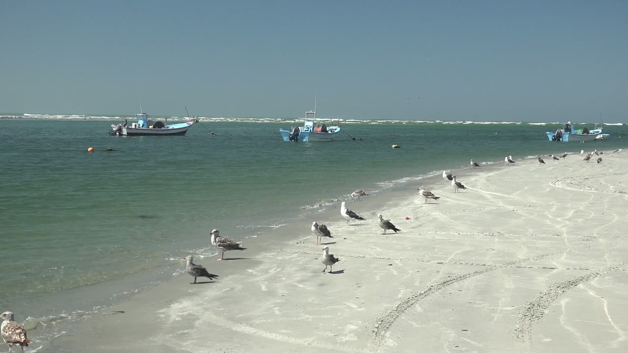 Gulls stand across pale sand at La Bocana while small boats sit beyond the green-blue shallows, with no visible people.