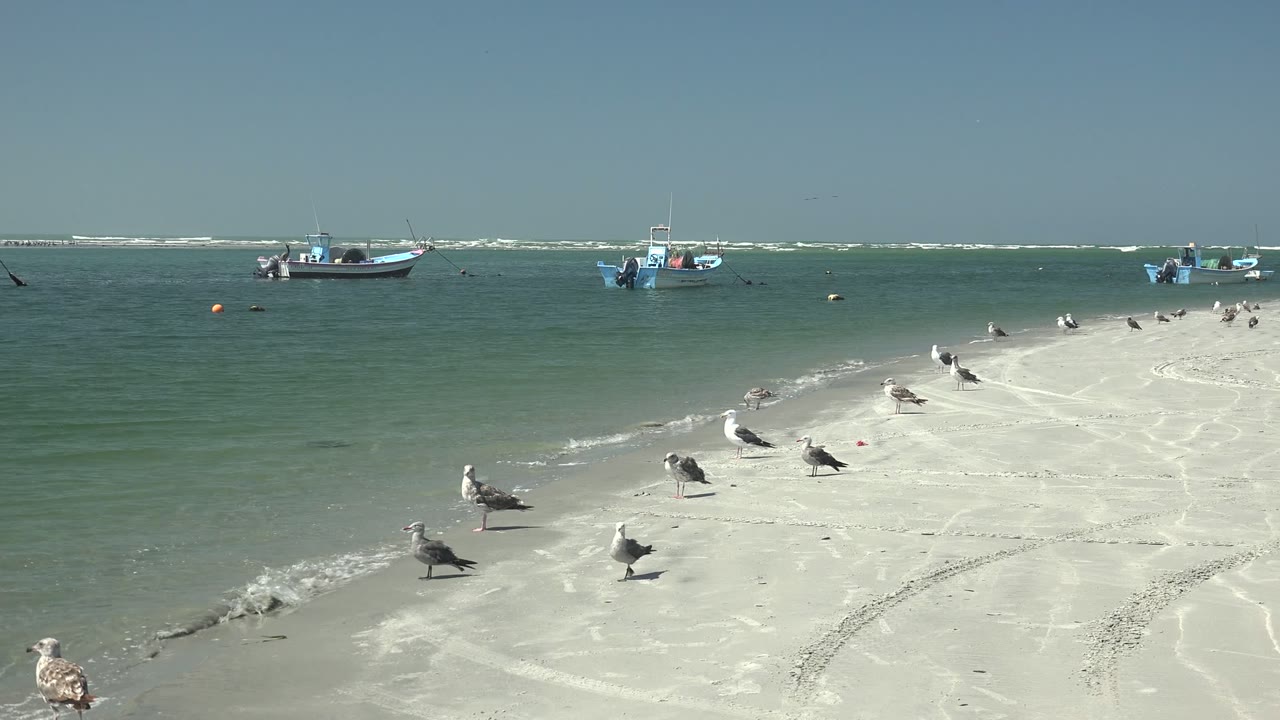 Seagulls near the waterline with boats in the distance.