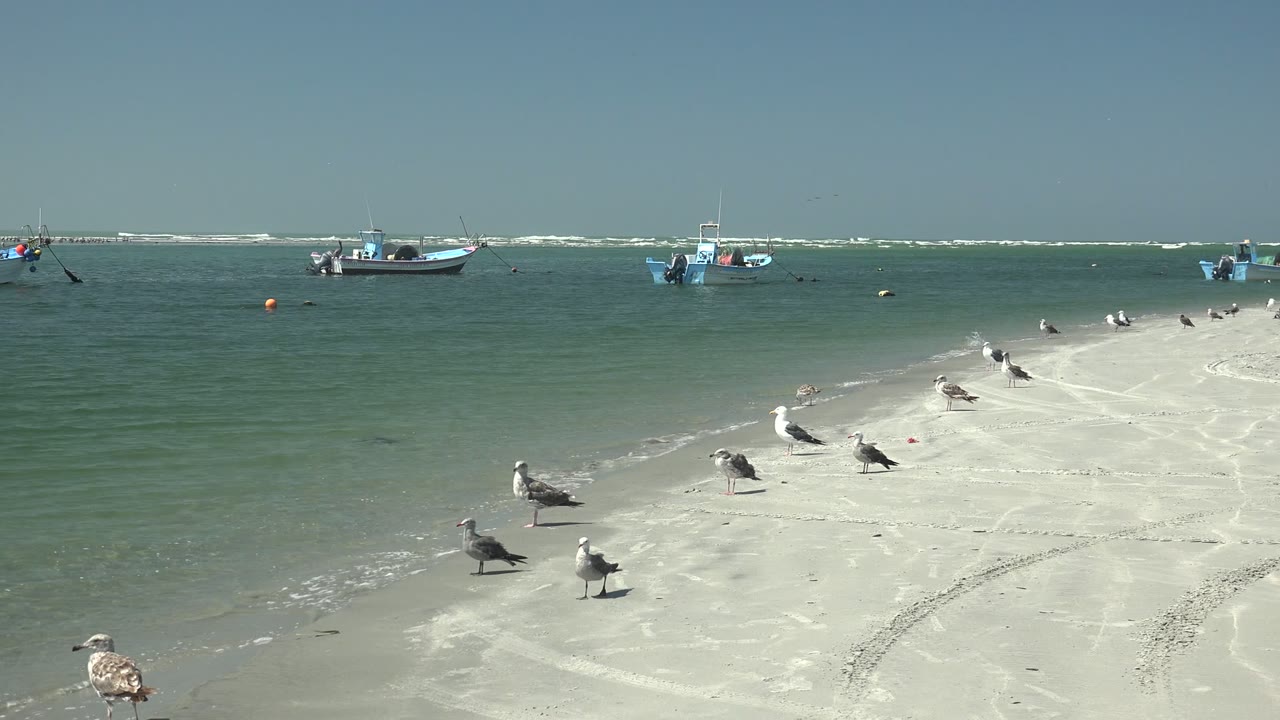 Scattered gulls occupy the bright sand at La Bocana, with calm green water and several small boats aligned near the horizon, with no visible people.