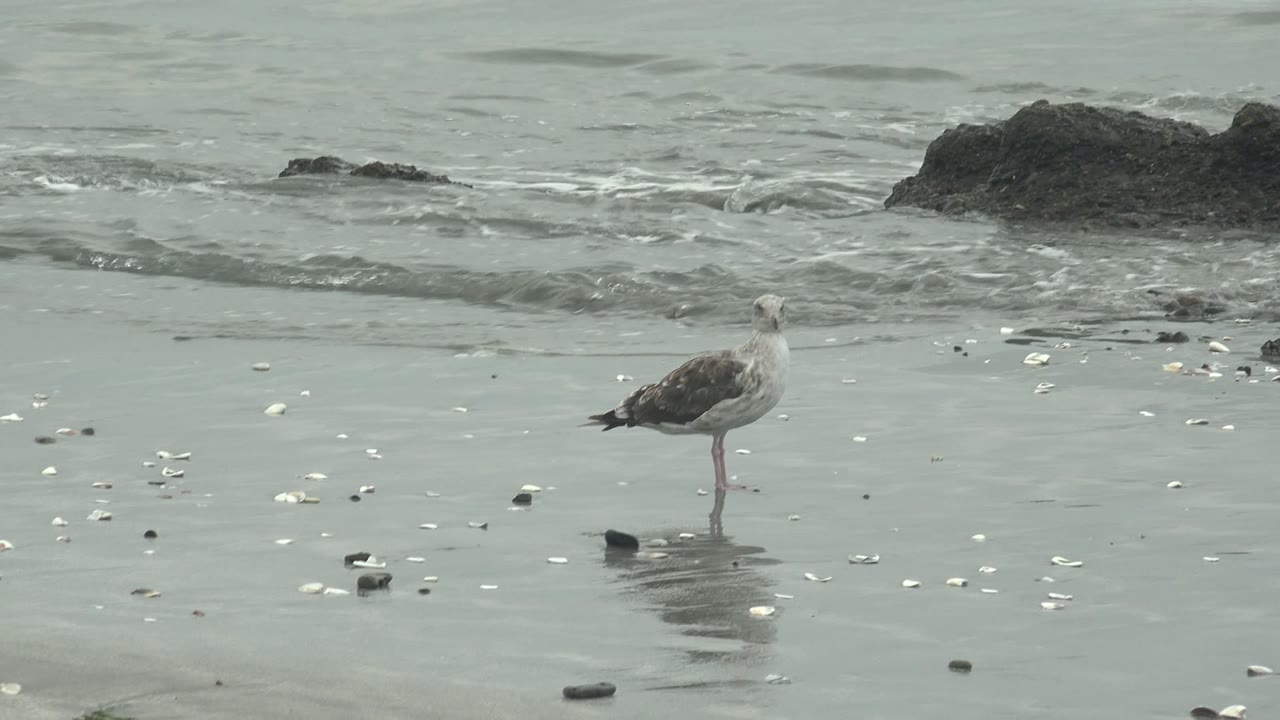 A seagull stands on wet gray sand at Punta Abreojos, Baja California Sur, with scattered shells, dark rocks, shallow surf behind it, and no visible people.