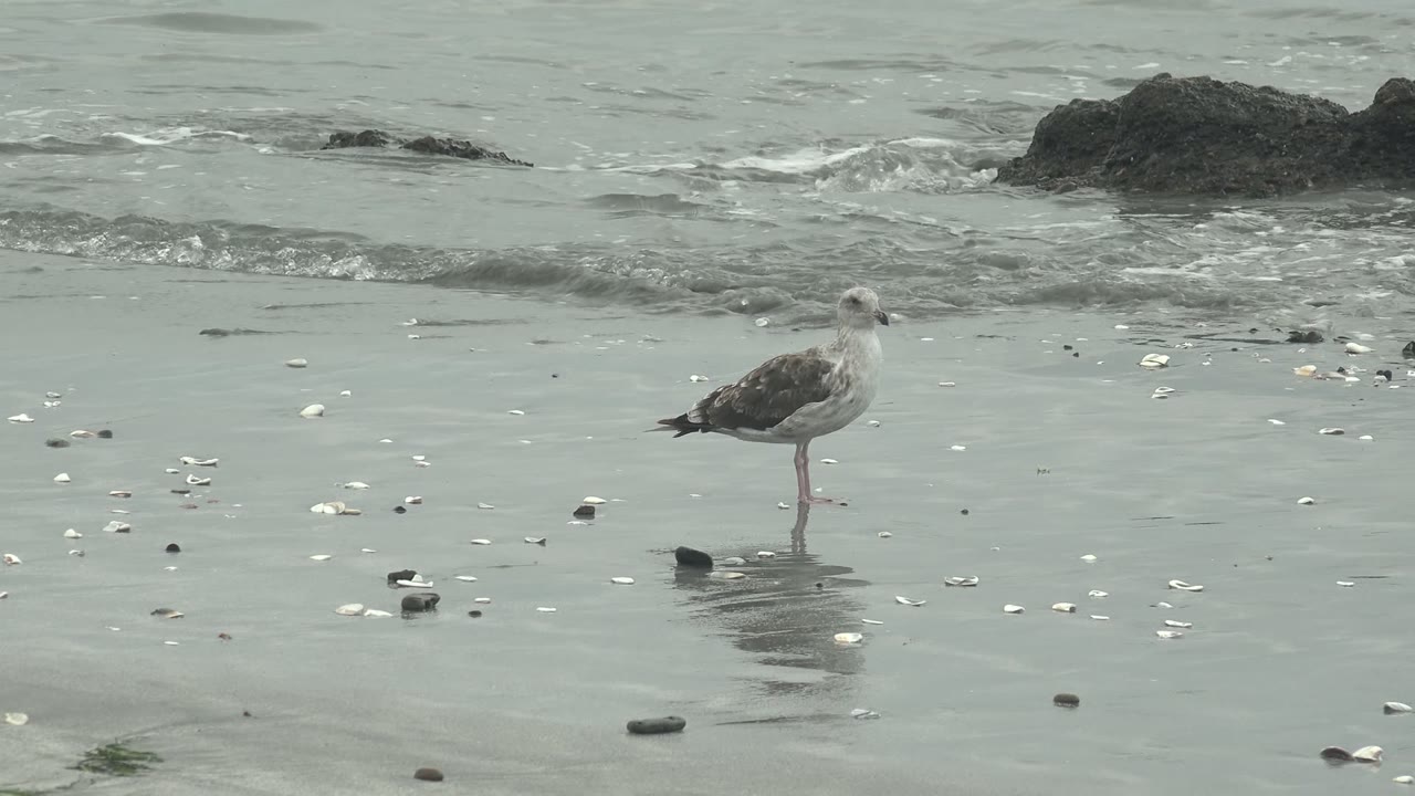 Seagull on one leg with wet beach and low surf behind