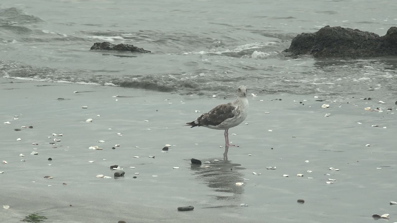 A lone seagull stands on the wet beach at Punta Abreojos while small waves lap around dark rocks in the background and no visible people appear.