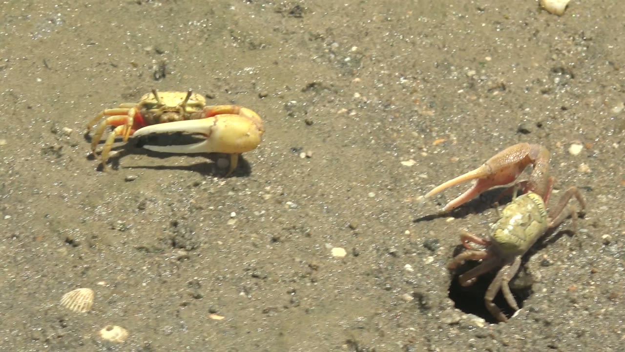 Two fiddler crabs stand on wet sandy beach in Guerrero Negro, Baja California Sur, with scattered shell fragments and no visible people.