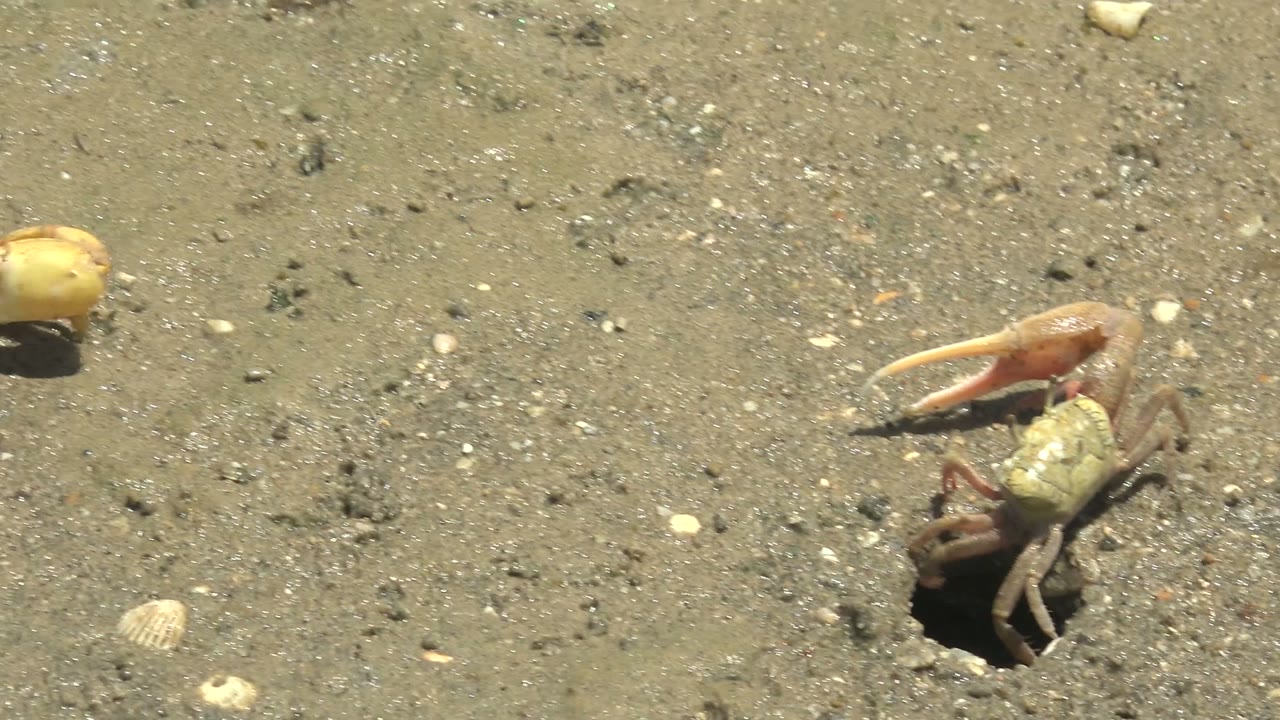 Fiddler crab beside a round burrow in sand.