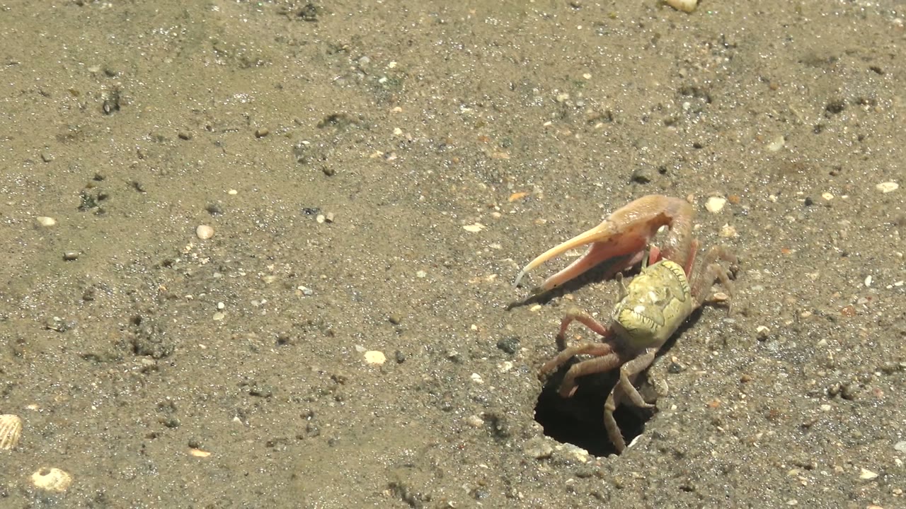 The fiddler crab shifts closer over the burrow opening on speckled wet sand in Guerrero Negro, Baja California Sur, with no visible people.