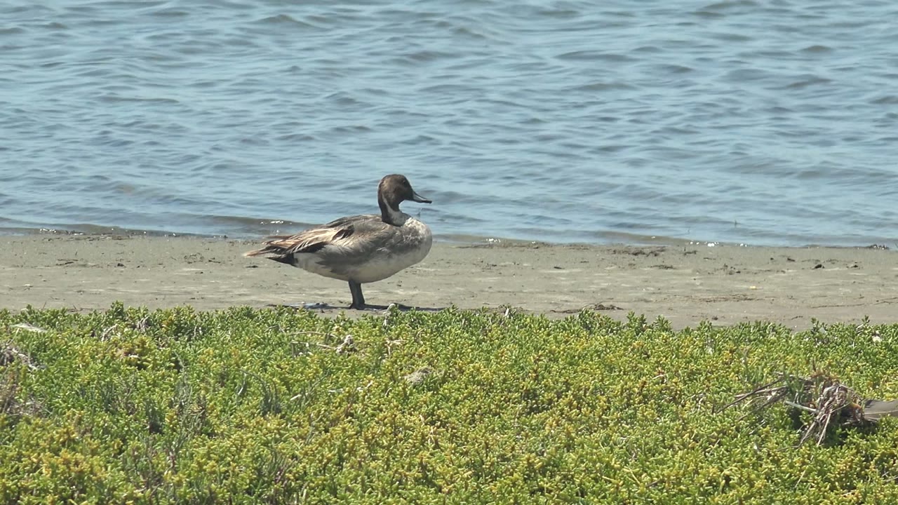 A duck stands in side profile on a sandy shore in Guerrero Negro, Baja California Sur, with green vegetation in front, rippled blue water behind, and no visible people.