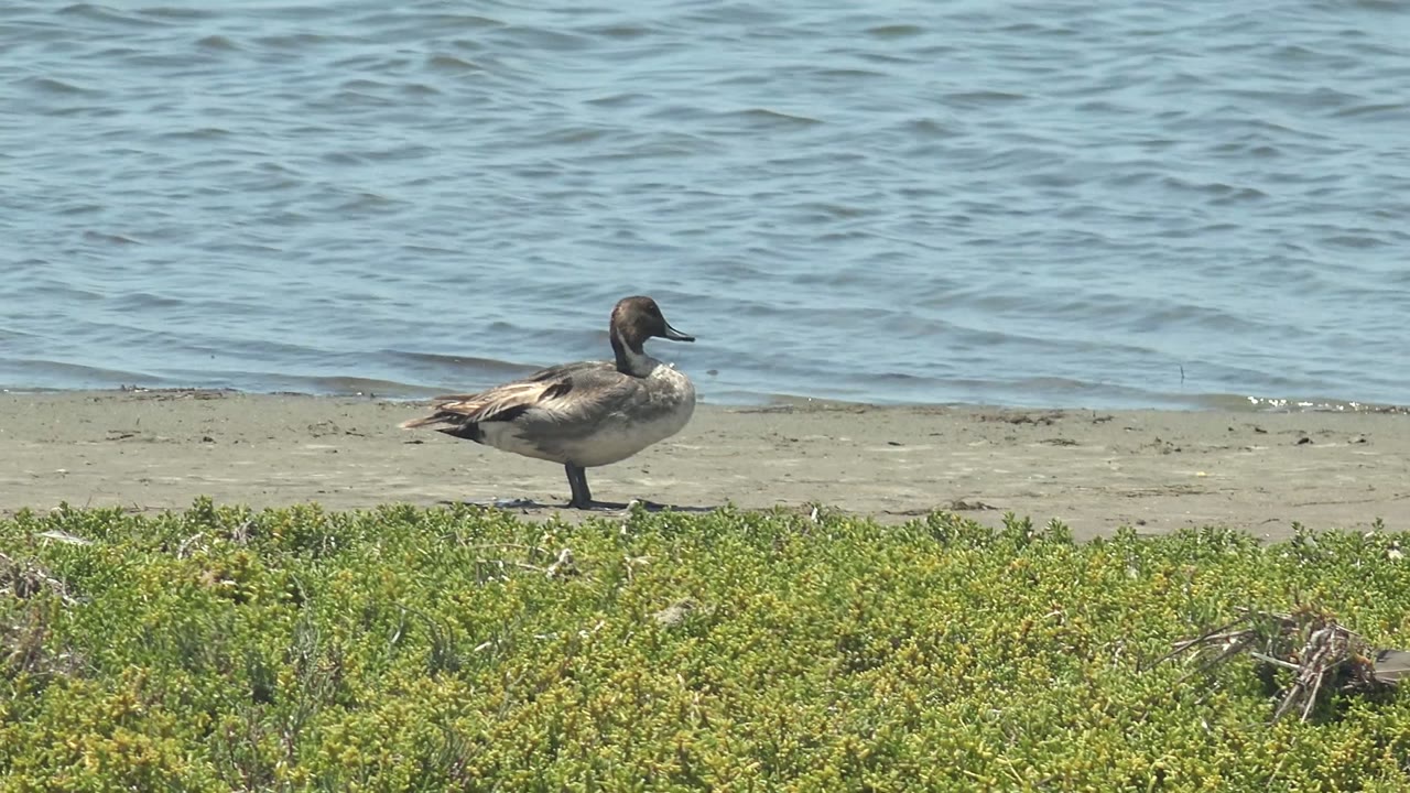 Duck on sand with calm blue water behind it