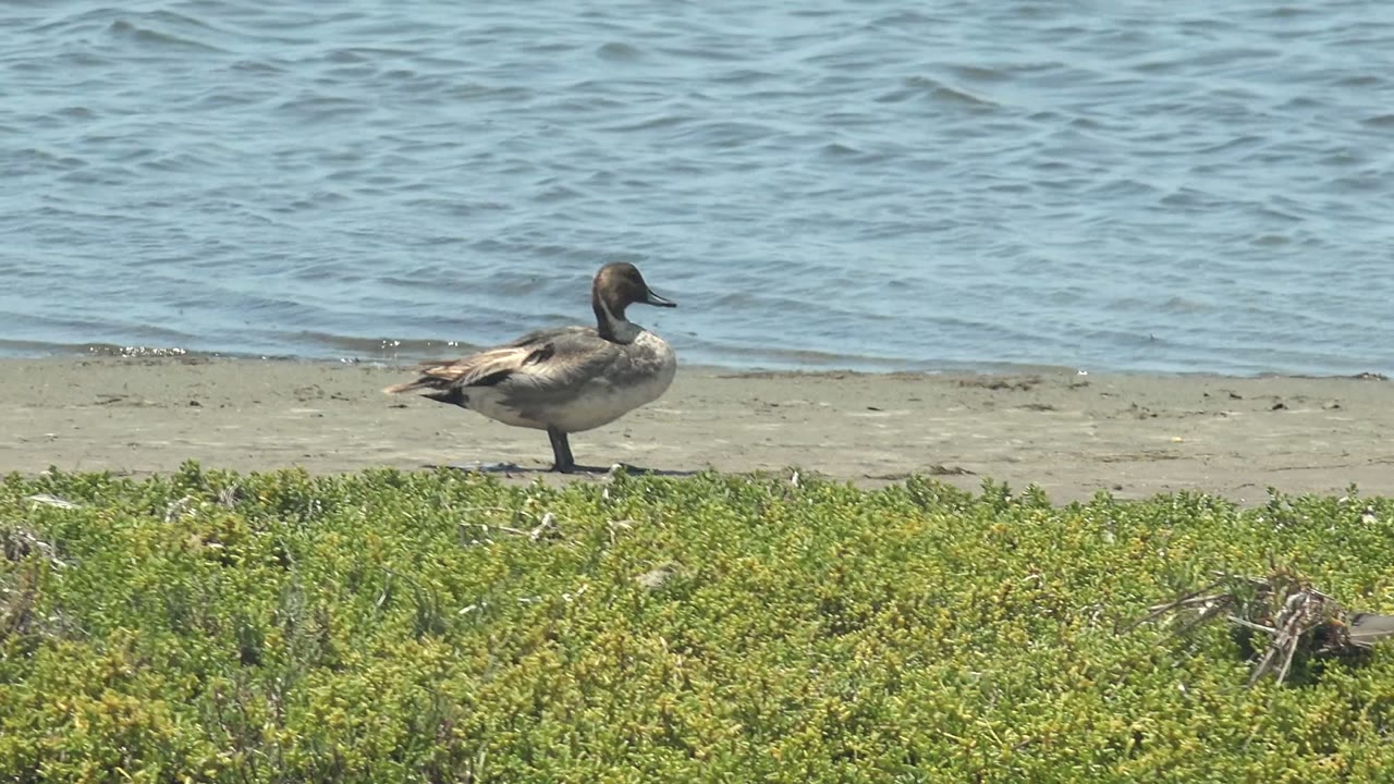 A still duck stands above a strip of green vegetation on the Guerrero Negro shore, with pale sand and softly rippled water filling the background and no visible people.