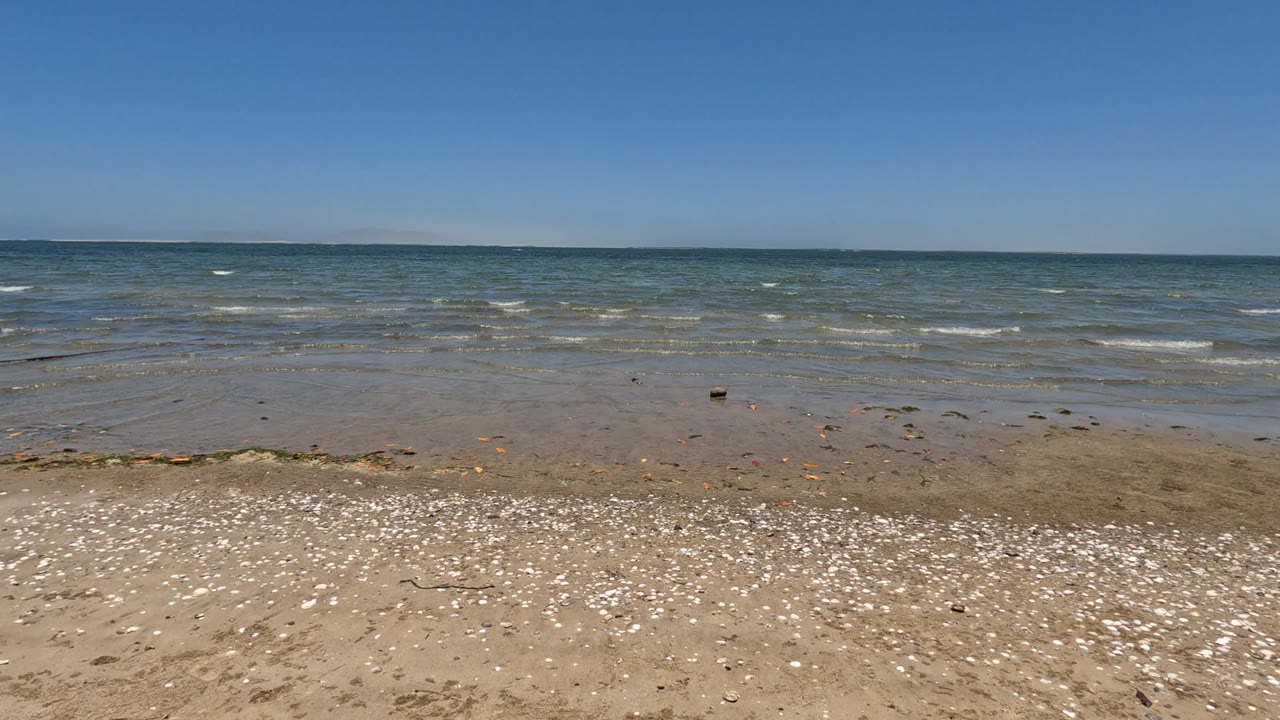 Baja California, Mexico shoreline with bright shell fragments across the foreground sand, small wave lines offshore, blue water, clear sky, and no visible people.