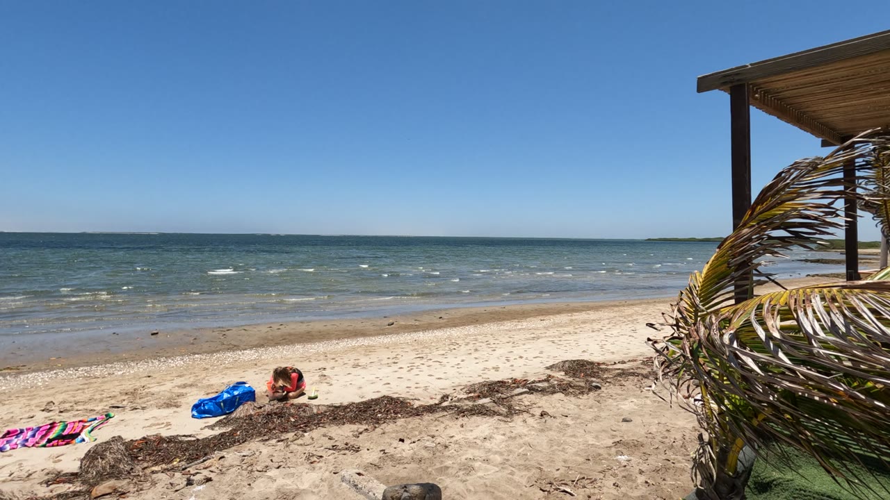 Beach shoreline with person on sand and palm leaves at right