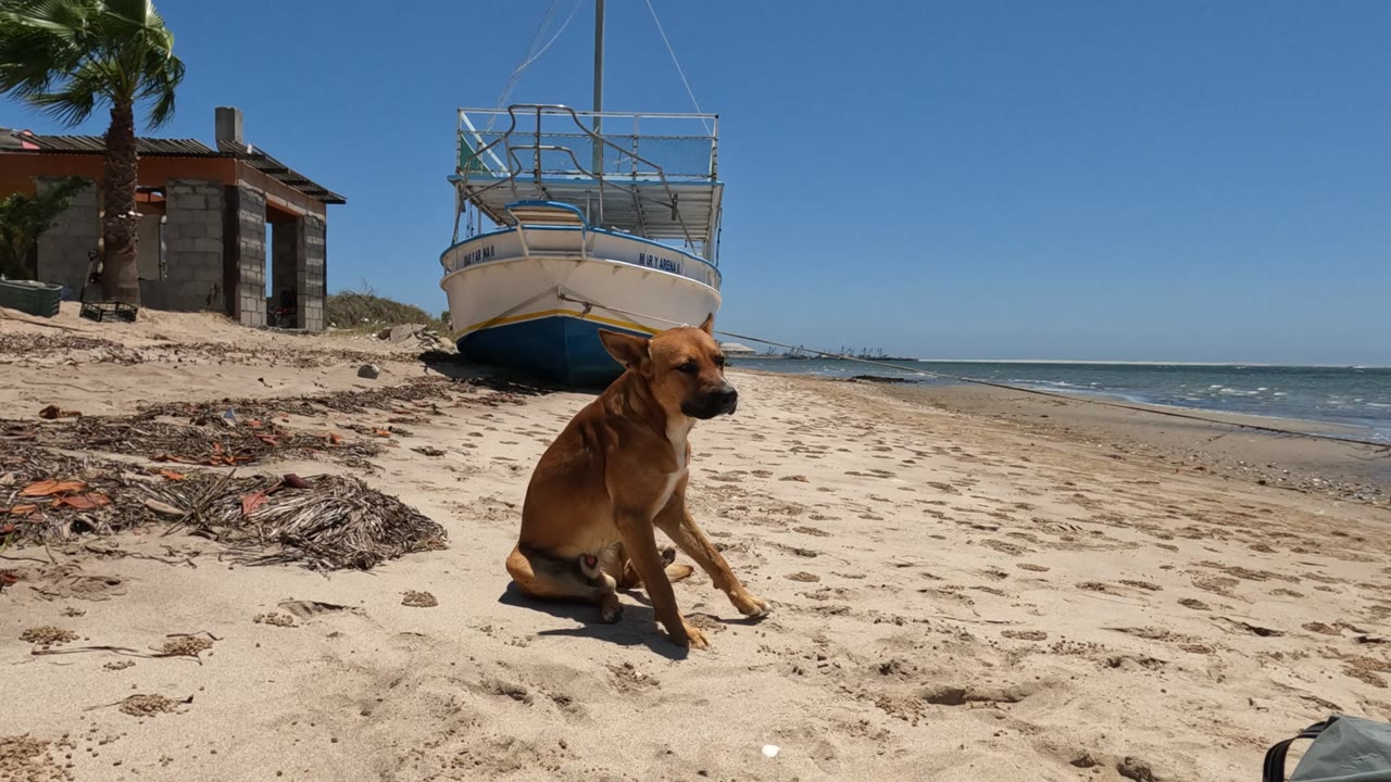 A brown dog sits on a sandy Baja California, Mexico beach facing left, with a beached boat, palm tree, small structure, ocean horizon, and no visible people.