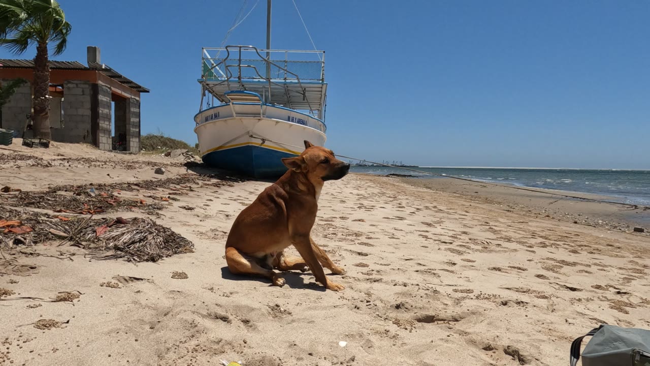 Brown dog on beach turning its head beside a boat and ocean.