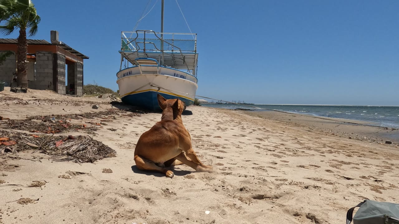 The dog turns away from camera toward the beached boat on the Baja California, Mexico sand, with open shoreline, low waves, clear sky, and no visible people.