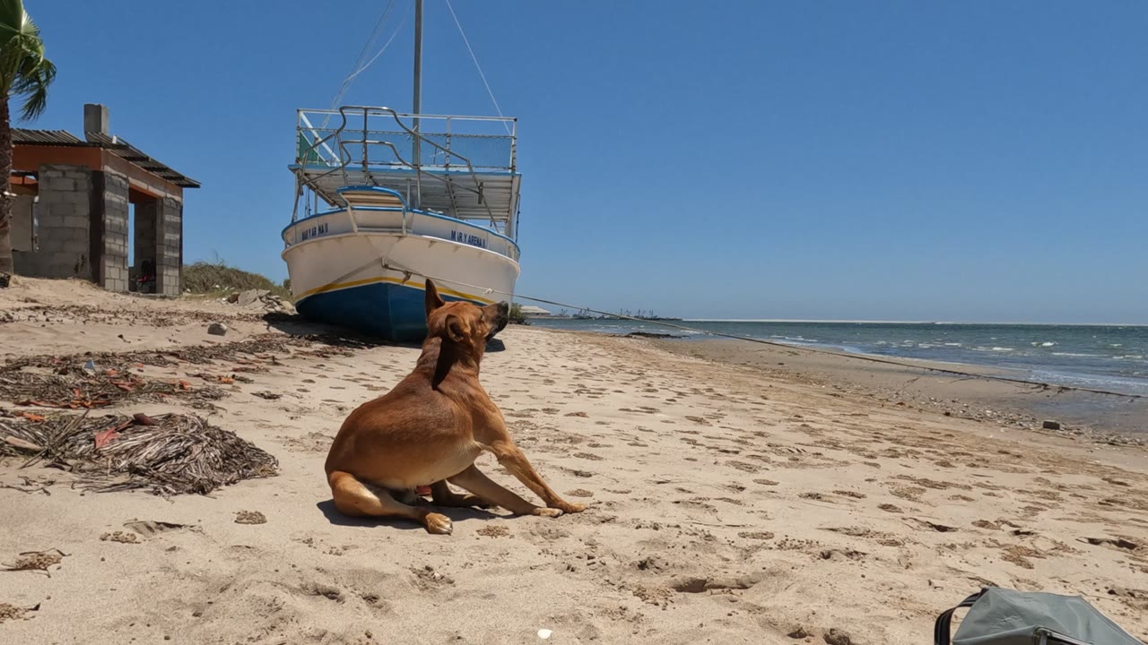 Brown dog resting on a sandy Baja California beach near a blue and white beached boat, with ocean waves to the right and no visible people.