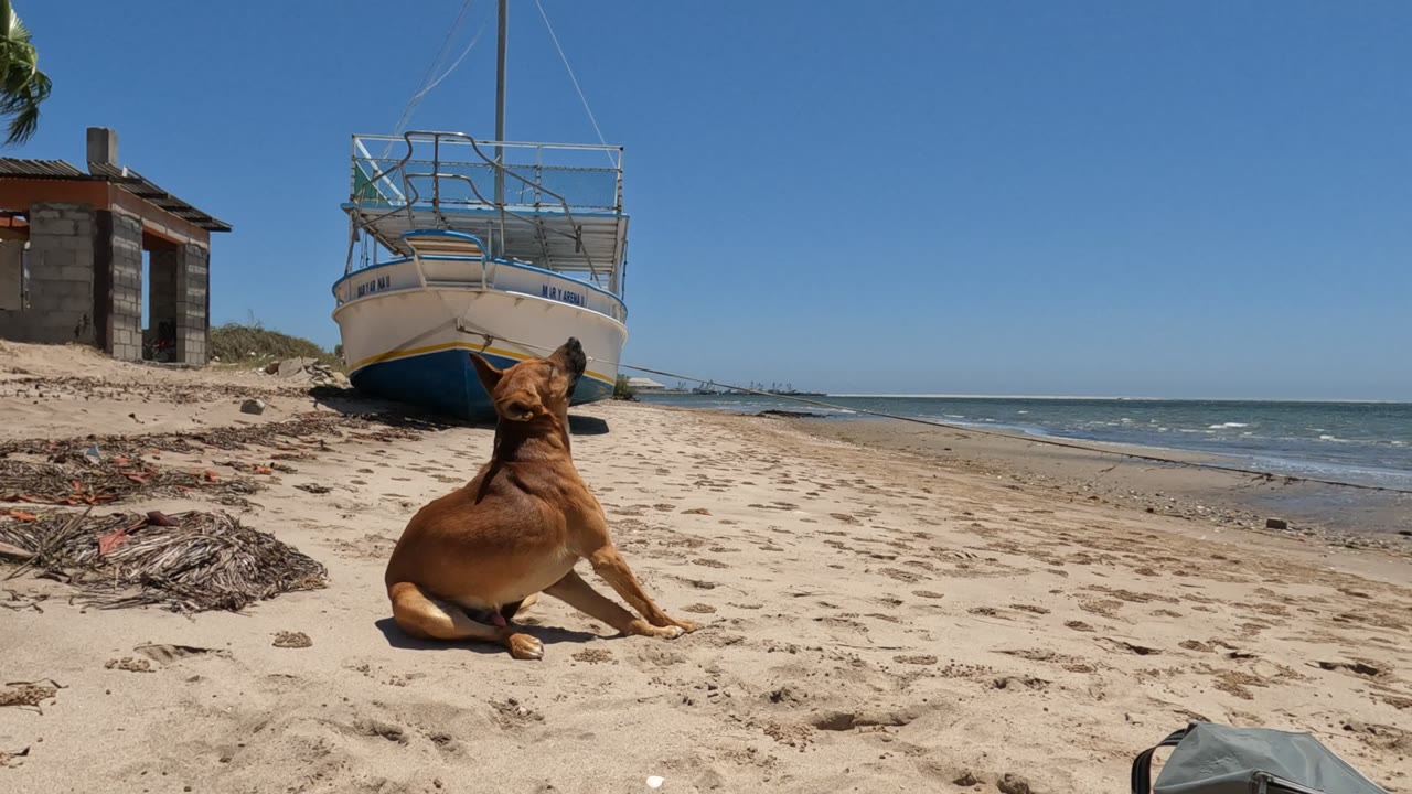 Dog lying on beach facing a beached boat beside the shoreline