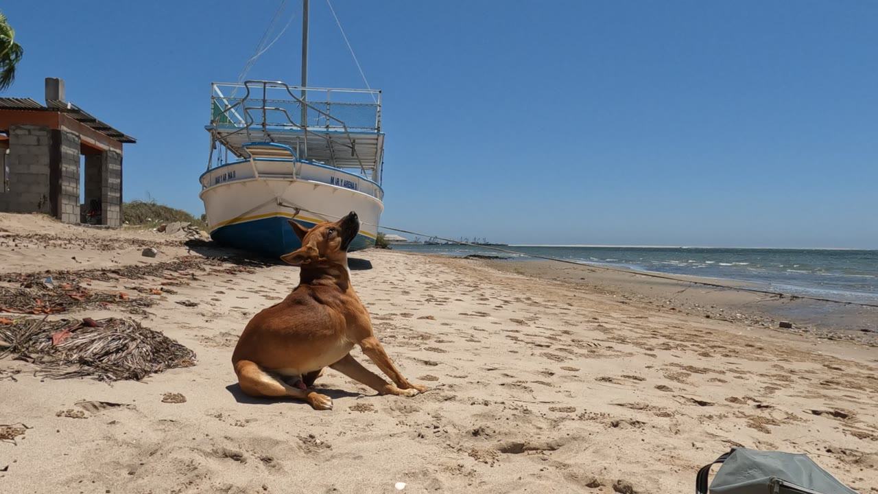 Resting brown dog on a Baja California sandy beach, with the beached boat centered behind it, the ocean at right, and no visible people.