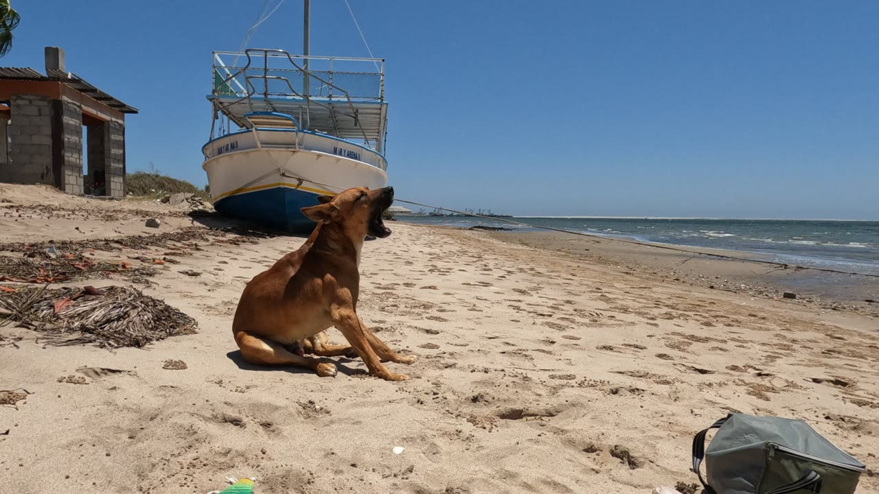 Brown dog sits on a Baja California, Mexico beach with a beached boat and small shack behind it, ocean waves to the right, bright sun, clear sky, and no visible people.