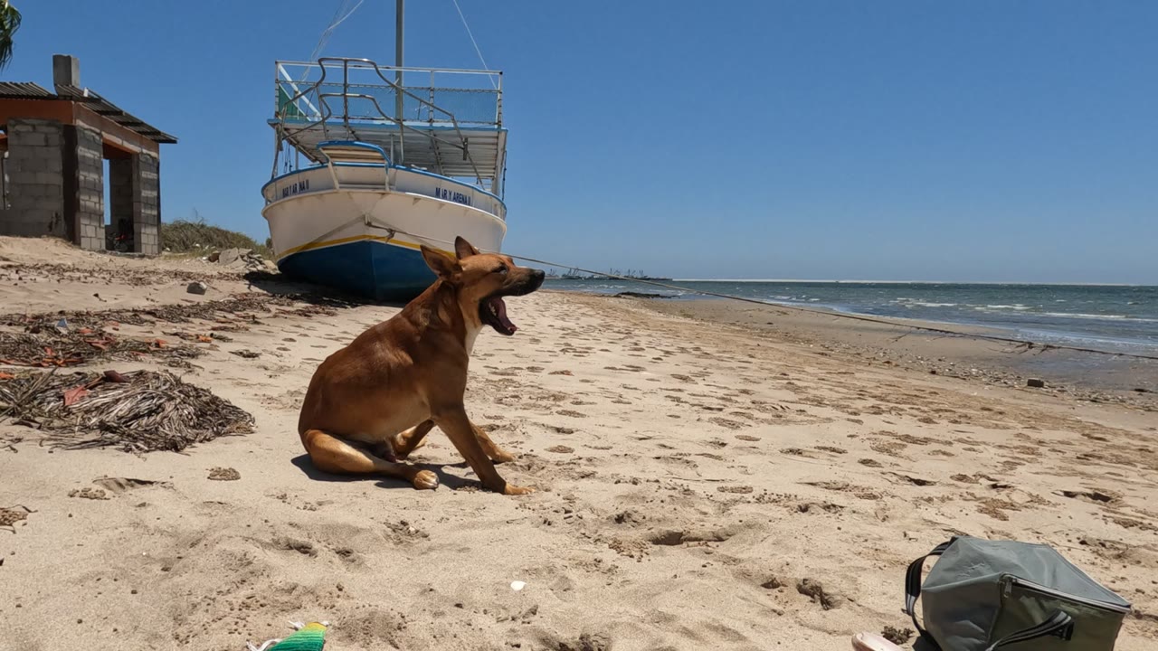 Brown dog sitting with mouth open on beach beside ocean
