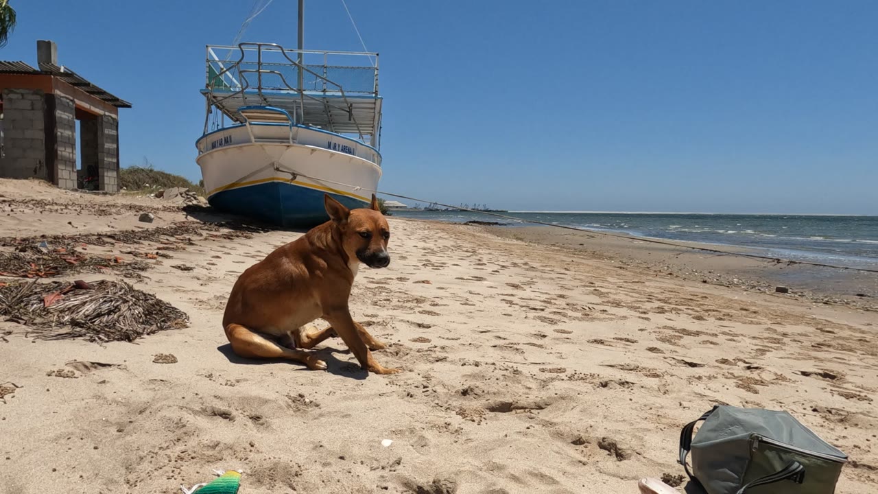 Brown dog sits lower on the sand after the bark-like moment, with the beached boat centered behind it, the ocean horizon to the right, clear sky, and no visible people.