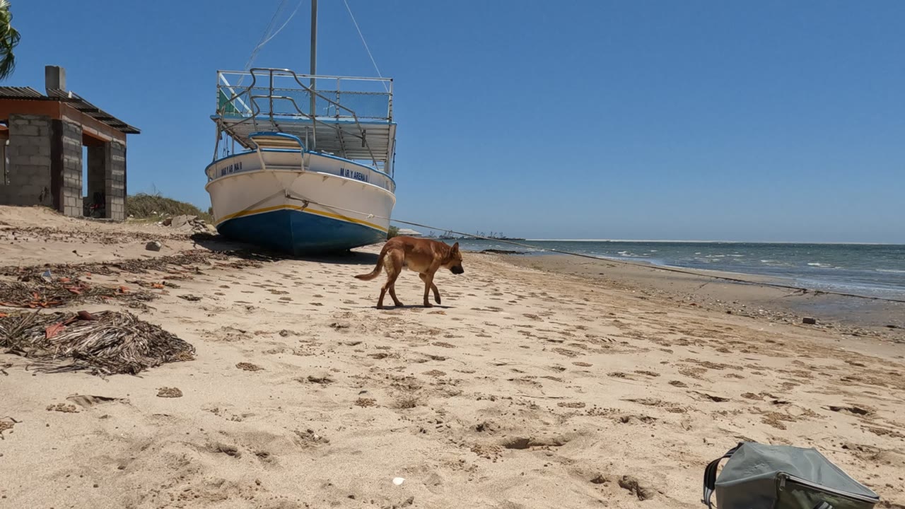 A brown dog walks on a sandy beach in Baja California, Mexico, with a beached boat, small shore structure, blue ocean, clear sky, and no visible people.