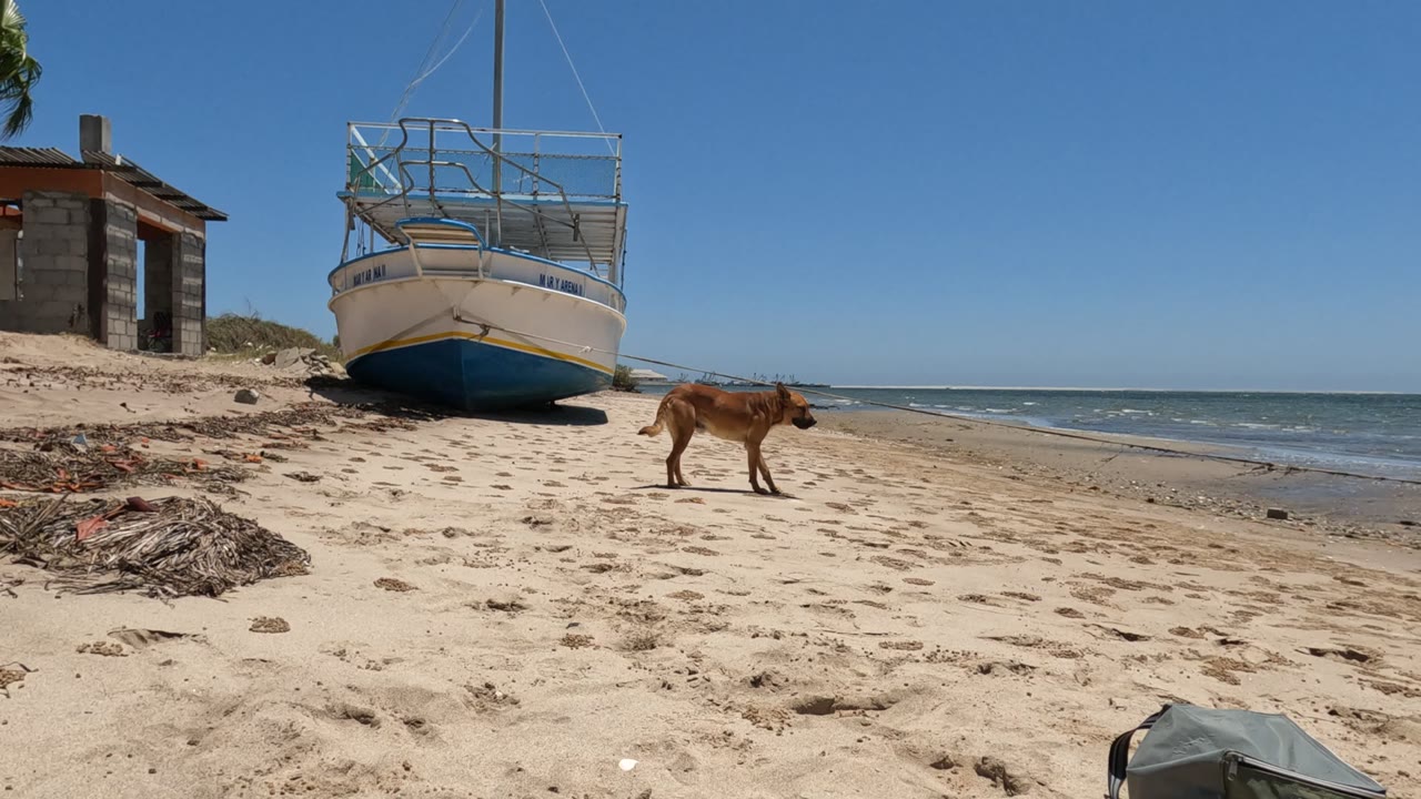 Dog crossing sand in front of a beached boat by the water.