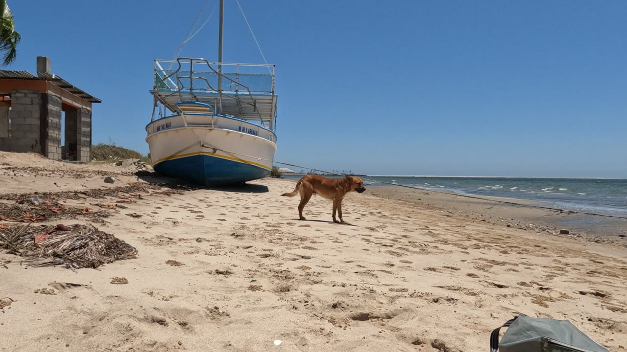 A brown dog continues rightward on the sandy Baja California beach, with the boat, blue water, clear sky, and shore debris visible behind it and no visible people.