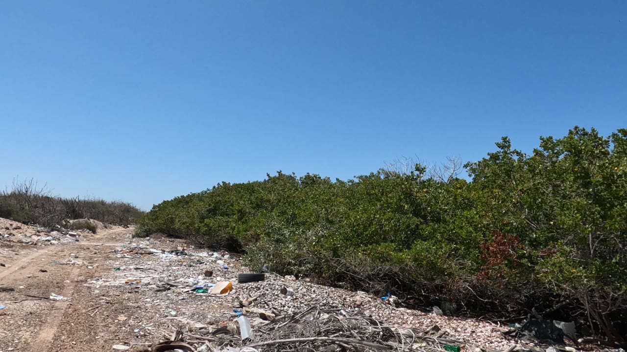 Baja California, Mexico roadside view with loose trash and sticks in the foreground, a dirt path through the center, thick green bushes on the right, and no visible people.